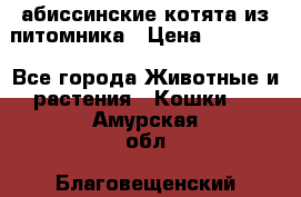 абиссинские котята из питомника › Цена ­ 15 000 - Все города Животные и растения » Кошки   . Амурская обл.,Благовещенский р-н